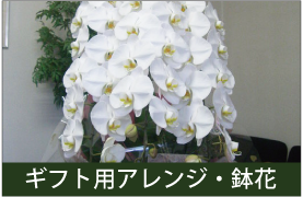 朝日町の花屋　花梨　お祝い用の花,花束